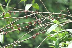 Memecylon malabaricum